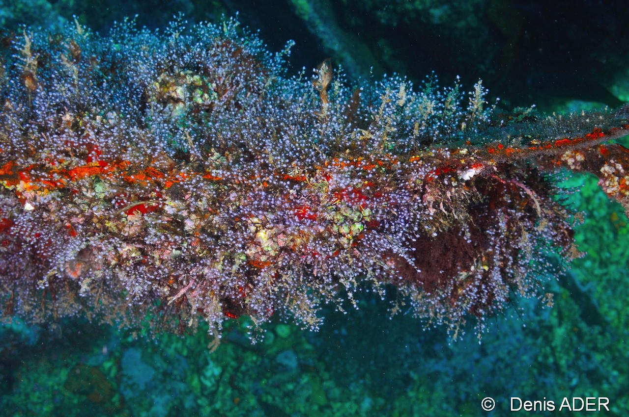 Pennaria disticha-Cap Vert Sao Macario-3m-20150407-Denis-ADER-DSC_9723_tn.jpg